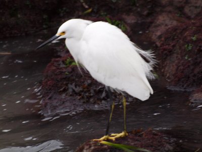 Yet another egret
