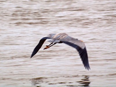 Great blue heron in flight 1