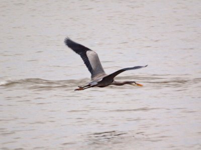 Great blue heron in flight 2