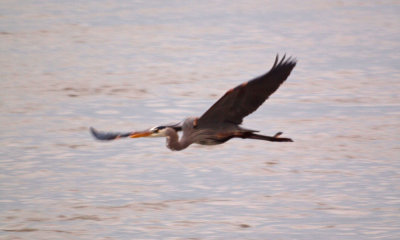Great blue heron in flight 3