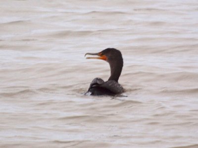 One cormorant