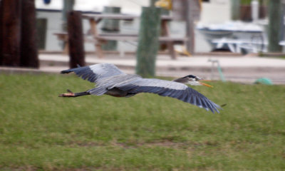 Blue heron in flight 4