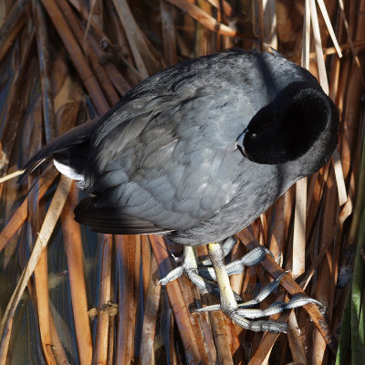 On a coot
