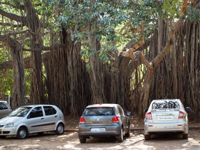 Parking beneath the banyan tree
