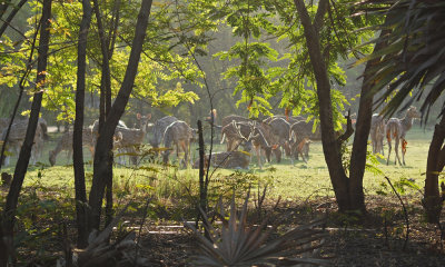 Spotted deer in the field