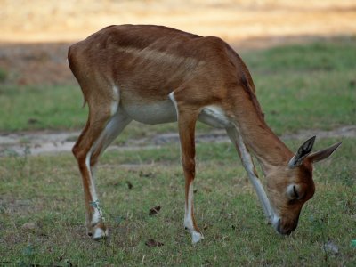 Another blackbuck with big eyes closed