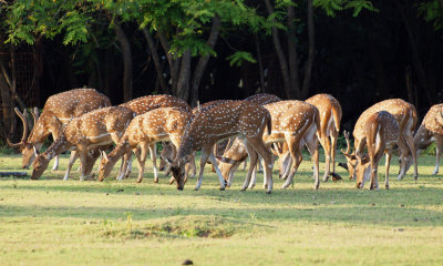 Spotted deer