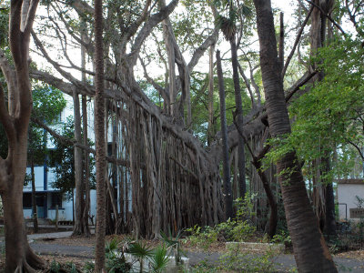 Spread of the Banyan tree