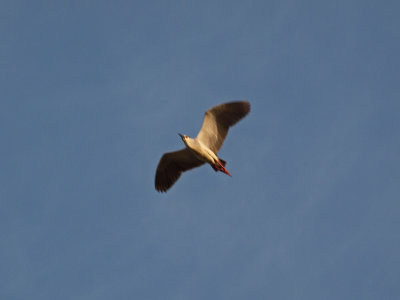 In flight above the house