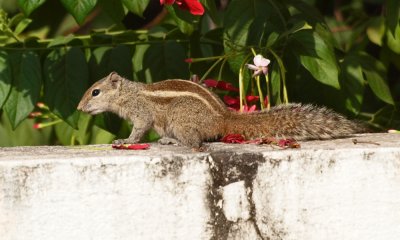 Profile of Indian squirrel