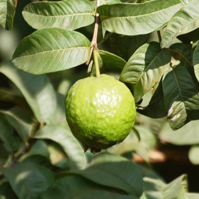 Unripe guava