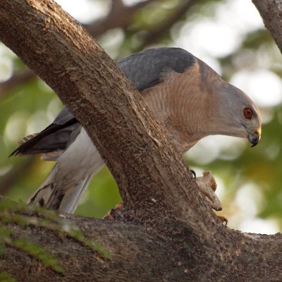 Apparently called the Little Banded Goshawk in Africa