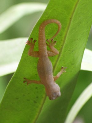 House lizard on a leaf