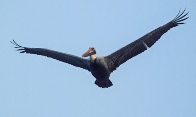 The pelican
