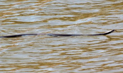 Snake gliding across the lake