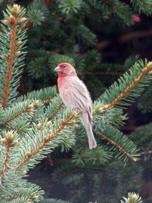 Could be a house finch?