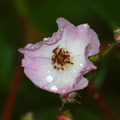 Droplets on the Rosa multiflora