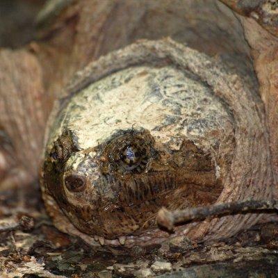 Snapping Turtle Sequence 2012