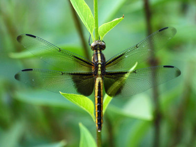 Season for dragonflies