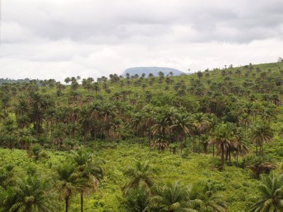 Palm trees cover the beautiful countryside