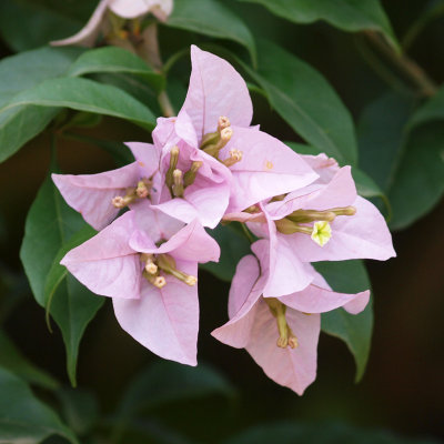 Bougainvilla