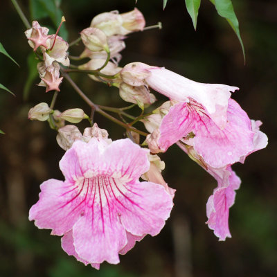 I am guessing its some kind of hibiscus