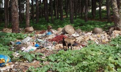 The ugly trash heap