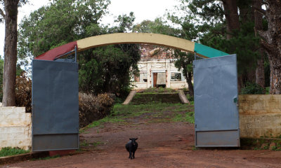 Burned down building guarded by a pregnant goat