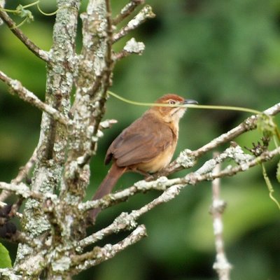 Bird on a tree