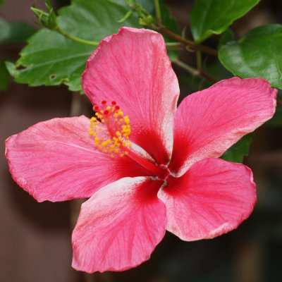 Madame Sow's Hibiscus