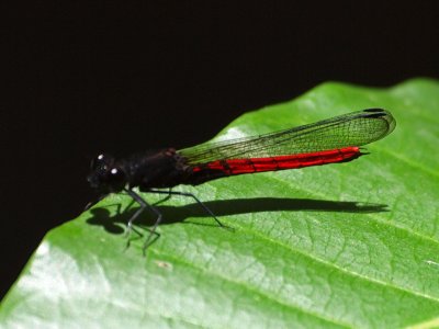 The red dragonfly