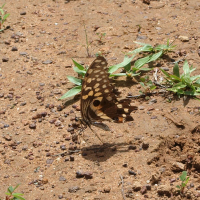 The butterfly on the trail