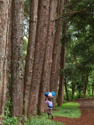 Beneath the giant trees