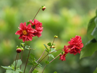 Zinnias, imported from India I believe