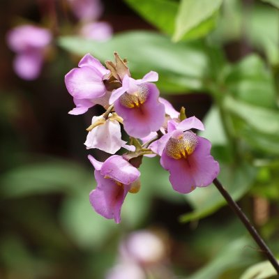 More orchids