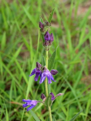 More wild flowers