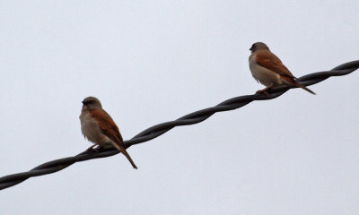 A pair on a wire