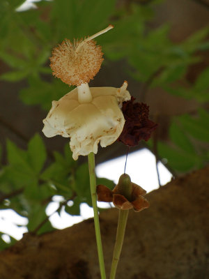 Flower from the baobab