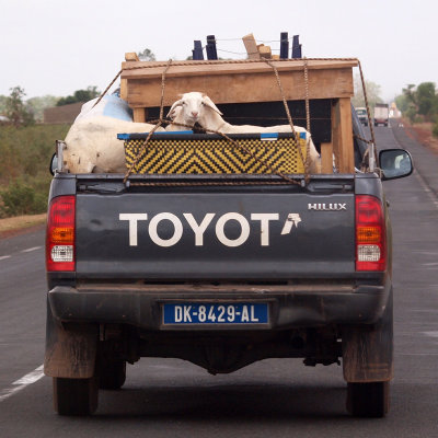 One way for goats to travel