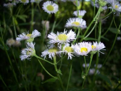 Philadephia Fleabane