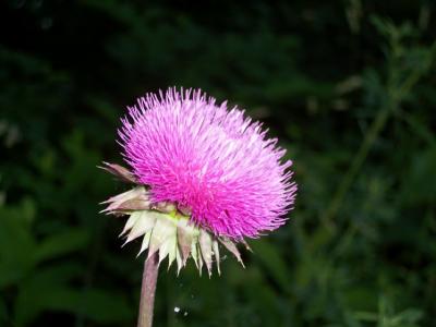 Thistle flower