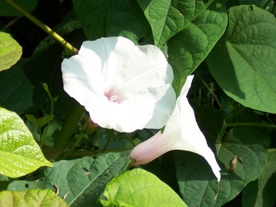 Most likely Hedge Bindweed