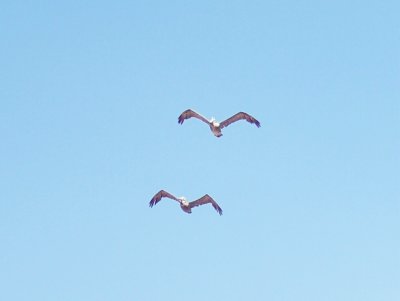 Pelicans in formation