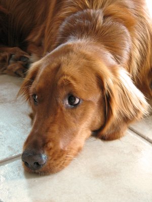 Puppy eyes