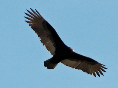 Vulture_2
