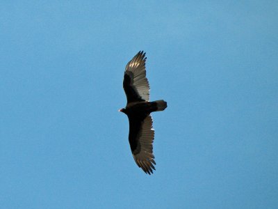 Vulture_4