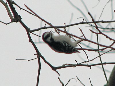 Juvenile woodpecker