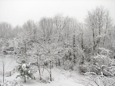 Wet snow on trees behind backyard