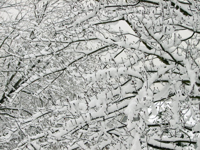 Snow on branches