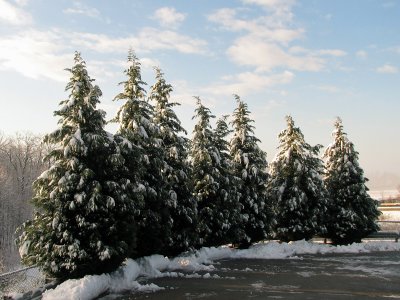 Evergreens lined up to greet the morning sun